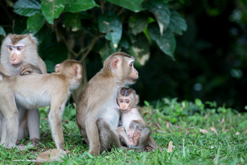mother and baby monkey with nature background