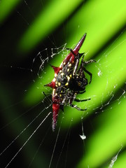 Colorful spider on web