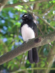 Willie wagtail on tree branch