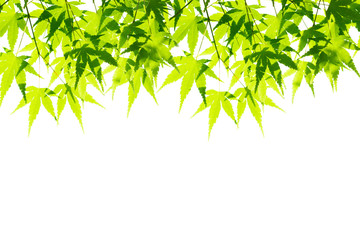 Fototapeta na wymiar Green leaves isolated on white.