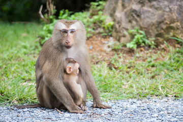 mother and baby monkey with nature background
