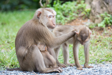 mother and baby monkey with nature background