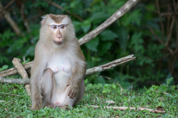 monkey lives in a natural forest of Thailand