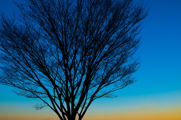 樹木シルエット