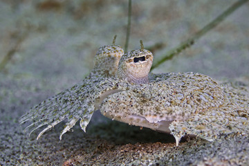 Leopard Flounder, Panther Butt (Bothus pantherinus)