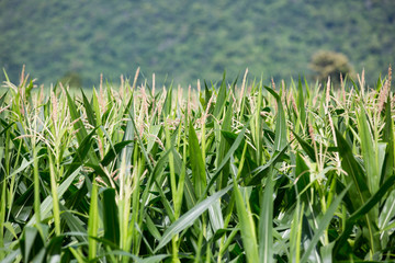 Corn field on the mountain in countryside,Thailand