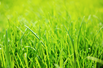young grass close-up with soft focus