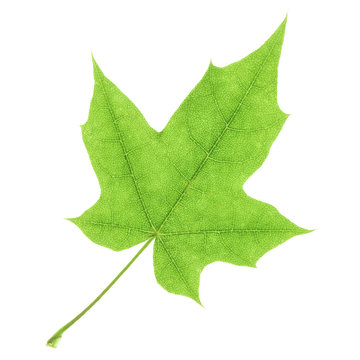 Young green leaf of maple tree isolated on white background