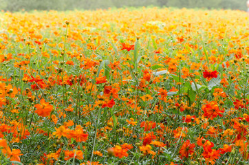 A field of flowers