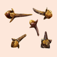 Watercolor hand drawn cloves