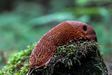 Schnecke auf baumstumpf