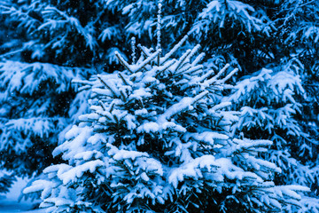 Winter Snow Christmas Tree 8