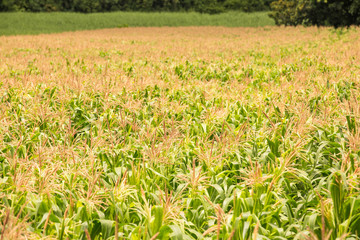 Corn field on the mountain in countryside,Thailand
