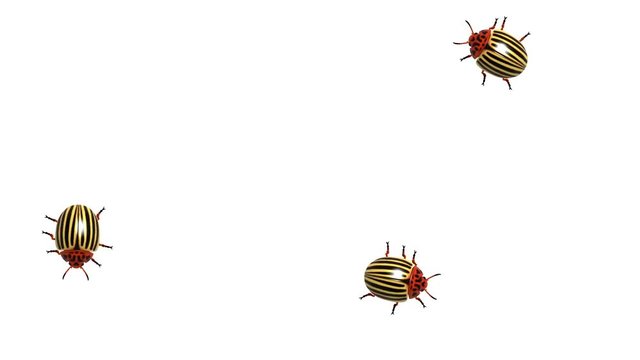 Three colorado beetle on white, alpha channel, CG, seamless loop