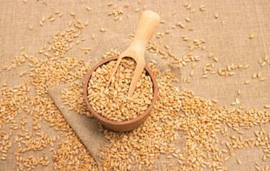 wheat grain on canvas close up