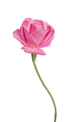 Beautiful fresh pink rose isolated on white background