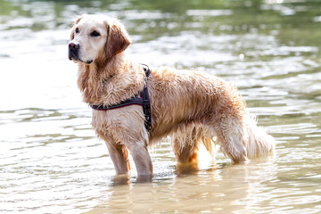 golden retriever standing on the water