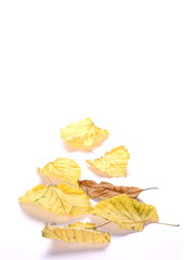 autumn yellow lime leaves on white background
