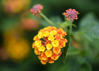 colorful Lantana camara flowers