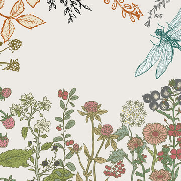 Herbs and wild flowers. Vector seamless floral border.