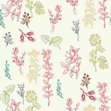 Herbs seamless patterns hand drawn ink vector Botanical design