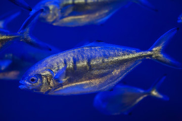 Fototapeta premium Atlantic horse mackerel (Trachurus trachurus).