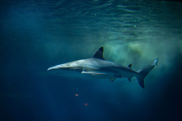 Obraz premium Blacktip reef shark (Carcharhinus melanopterus).