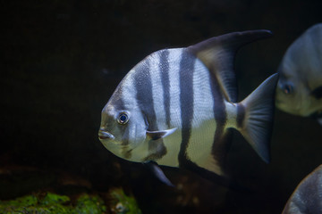 Atlantic spadefish (Chaetodipterus faber).