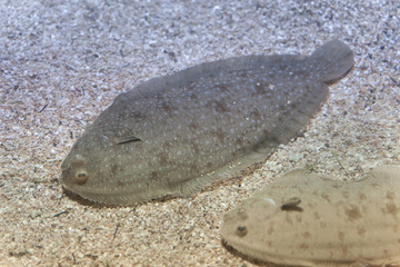 Senegalese sole (Solea senegalensis).