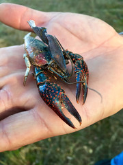 Roter Amerikanischer Sumpfkrebs (Procambarus clarkii) mit roten Dornen auf den Scheren
