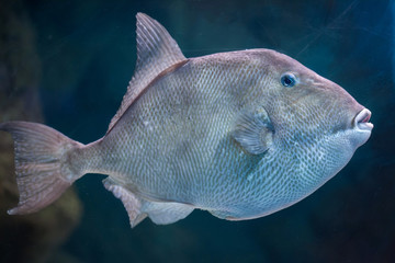 Naklejka premium Grey triggerfish (Balistes capriscus).