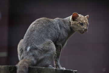 Jaguarundi (Puma yagouaroundi)