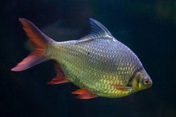 Tinfoil barb (Barbonymus schwanenfeldii).