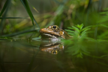 Marsh frog (Pelophylax ridibundus).