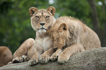 Obraz na płótnie Canvas Lioness and juvenile male lion (Panthera leo).