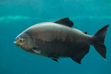 Fototapeta premium Tambaqui (Colossoma macropomum).