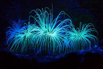 Cylinder anemone (Cerianthus membranaceus). - obrazy, fototapety, plakaty