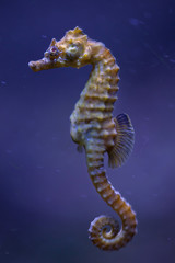 Short-snouted seahorse (Hippocampus hippocampus). © Vladimir Wrangel