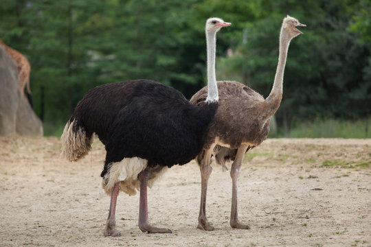 Ostrich (Struthio camelus).