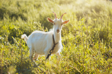 goat standing on the green grass