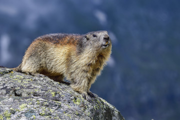 Alpine marmot