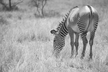 Fototapeta na wymiar Grevy's zebra in Samburu National Park in Kenya