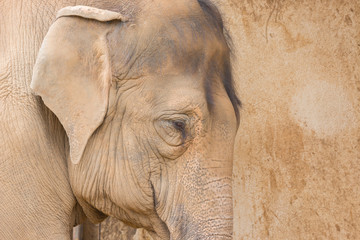 Elephant close up portrait on grunge background.