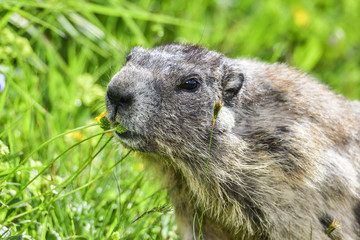 Alpine marmot