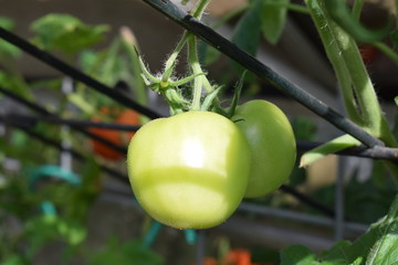 Tomaten