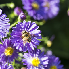 violet autumn aster with bee