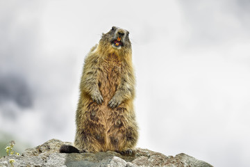 Heavenly Alpine marmot