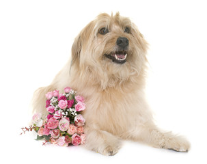 pyrenean shepherd in studio