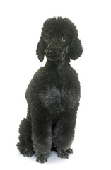 black poodle in studio