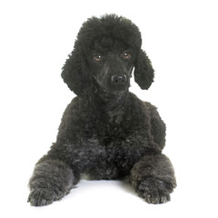 black poodle in studio